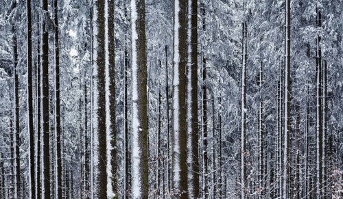 Snow-covered tree trunks of spruces
