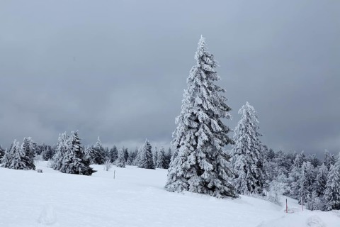 Snow-covered fir trees