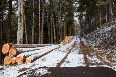 Snow-covered piles of wood and a forestry path through a forest on the Kandel in Waldkirch