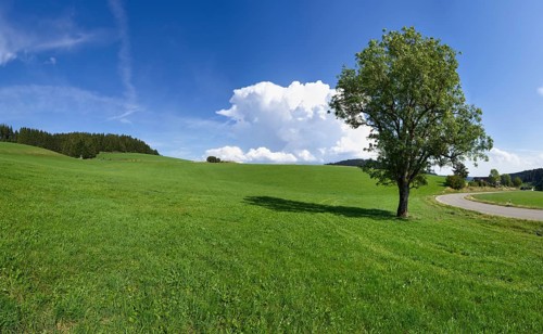 Free-standing common ash