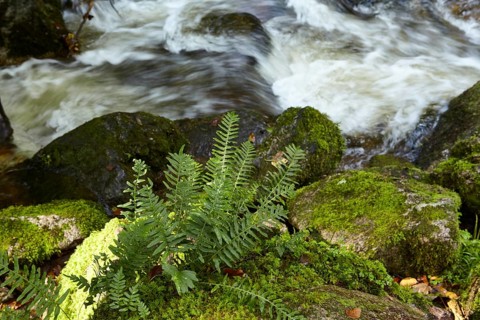 Common polypody