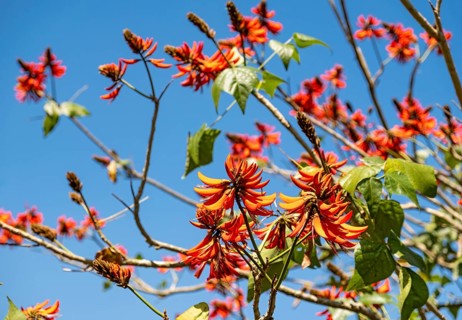 Tiger's claw or Indian coral tree