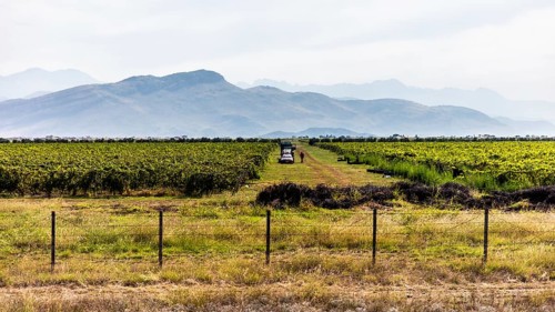 Wine-growing region