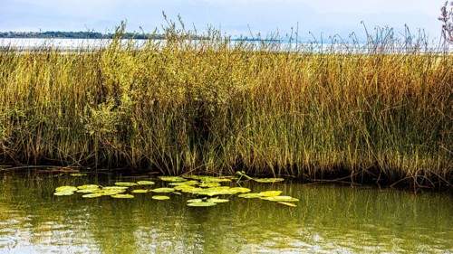 Natural paradise and national park Lake Scutari