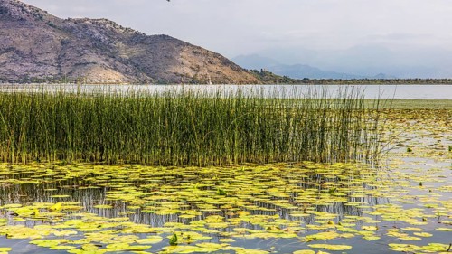 Natural paradise and national park Lake Scutari