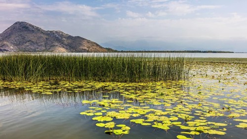 Natural paradise and national park Lake Scutari
