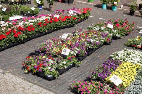 Colourful blooming flowers with price tags at a flower market