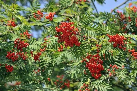 Red berries of European Rowan
