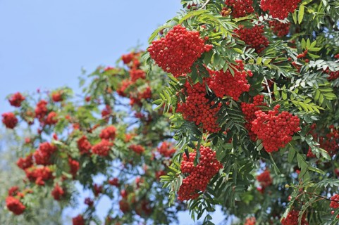 Red berries of European Rowan