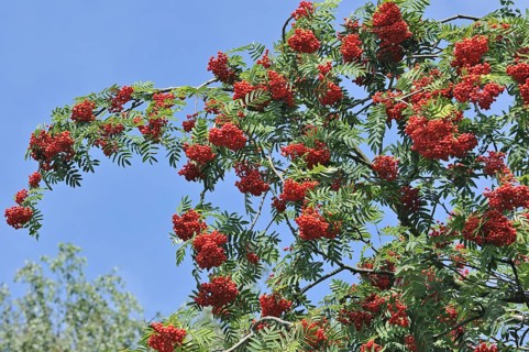 Red berries of European Rowan
