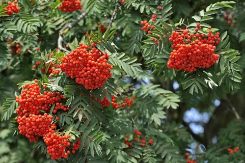 Red berries of European Rowan