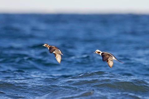 Long-tailed duck