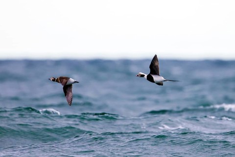 Long-tailed duck