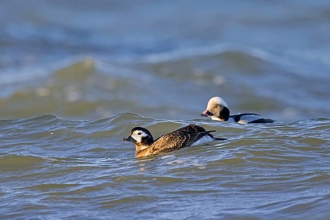 Long-tailed duck