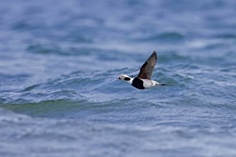Long-tailed duck