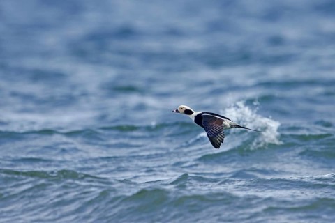 Long-tailed duck