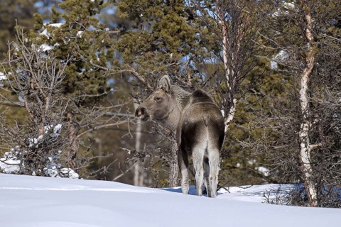 Moose