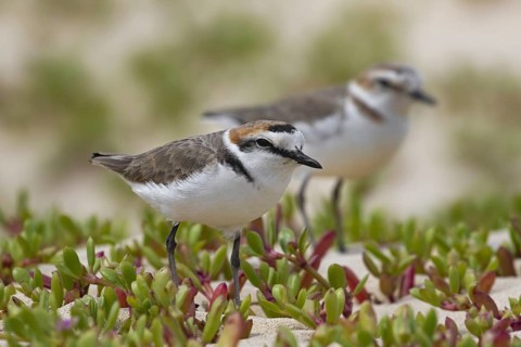 Male and female Kentish plover