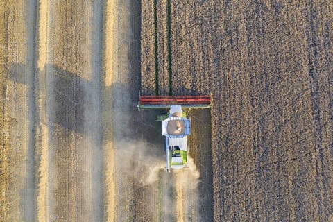 Aerial view over combine harvester harvesting oilseed rape