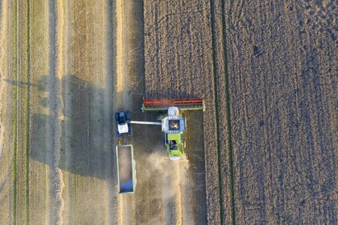Aerial view over combine harvester and tractor with trailer harvesting oilseed rape