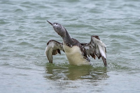 Red-throated loon