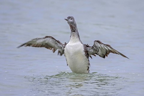 Red-throated loon