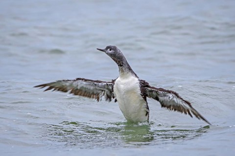 Red-throated loon