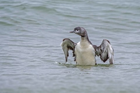 Red-throated loon
