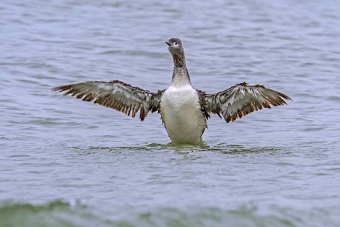 Red-throated loon