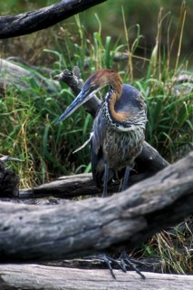 Goliath heron