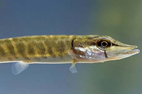 Young northern pike