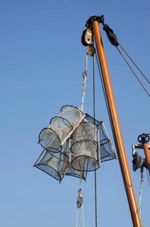 Lobster traps
