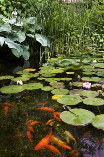 Goldfish in garden pond with water lilies