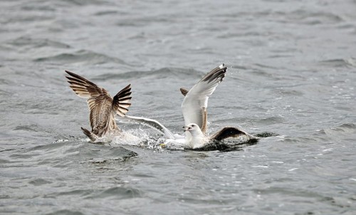 Gulls at sea fighting for dead fish