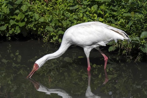Siberian crane