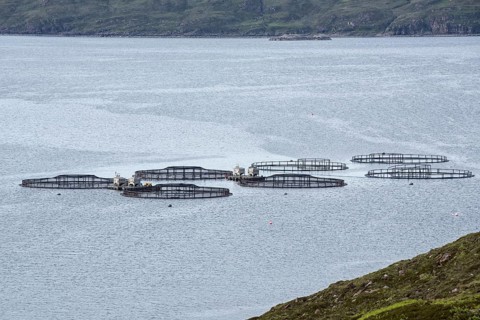 Floating circular pens supporting large net bags in loch at salmon fish farm in the Scottish Highlands