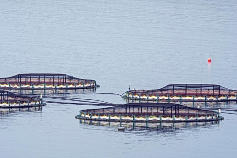 Aquaculture installation