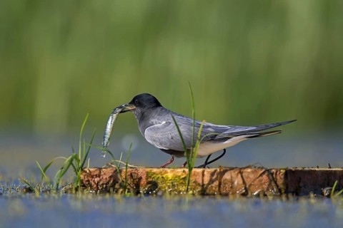 Black tern