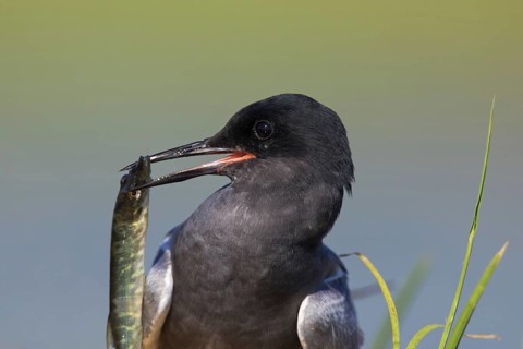 Close up of black tern