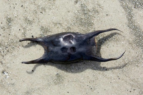 Undulate ray