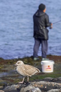 Injured juvenile European herring gull