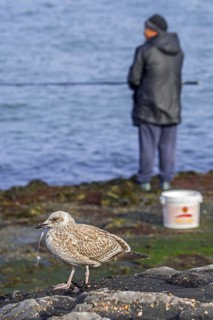 Injured juvenile European herring gull