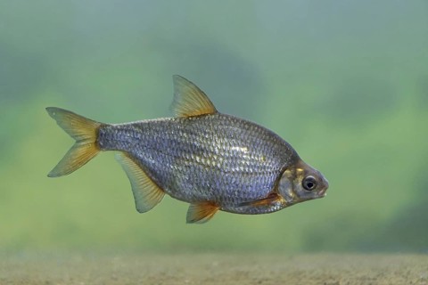 White bream