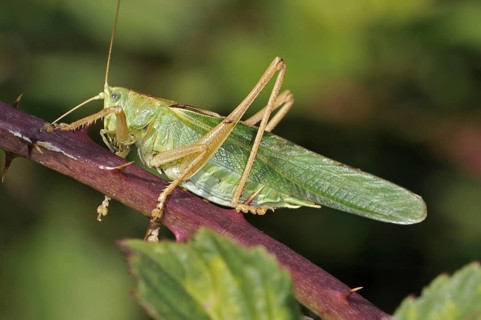 Great green bush cricket