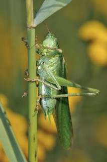 Great green bush cricket