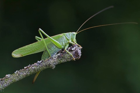 Great Green Bushcricket