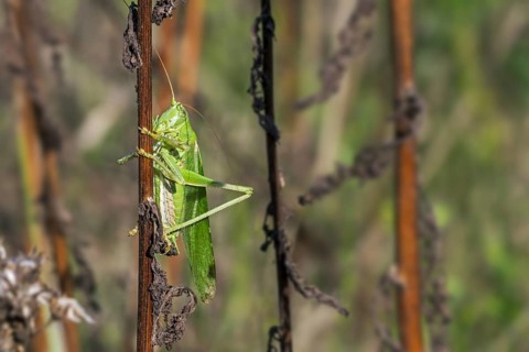 Great green bush-cricket
