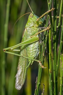 Great green bush-cricket