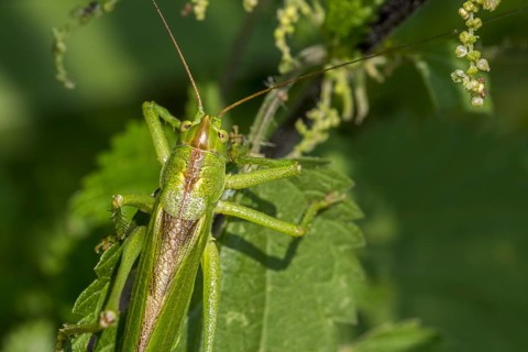 Great green bush-cricket