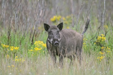 Solitary wild boar